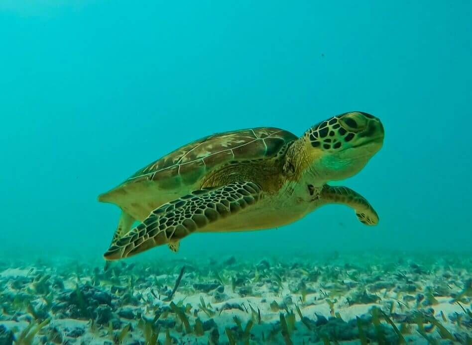2 Hour Snorkeling in Two Spots of Tulum's Reef