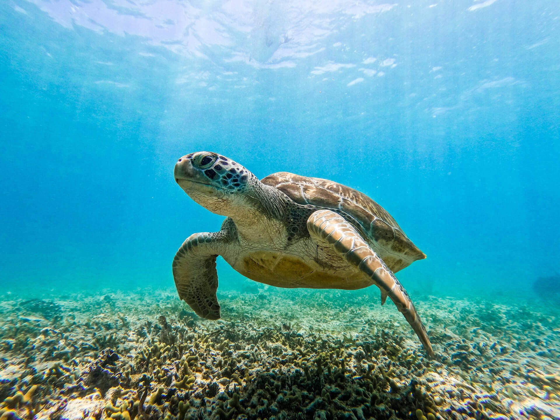 Akumal Snorkeling With Turtles