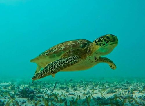 2 Hour Snorkeling in Two Spots of Tulum's Reef