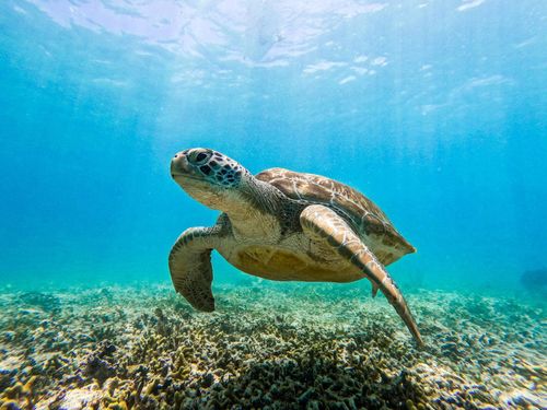 Akumal Snorkeling With Turtles